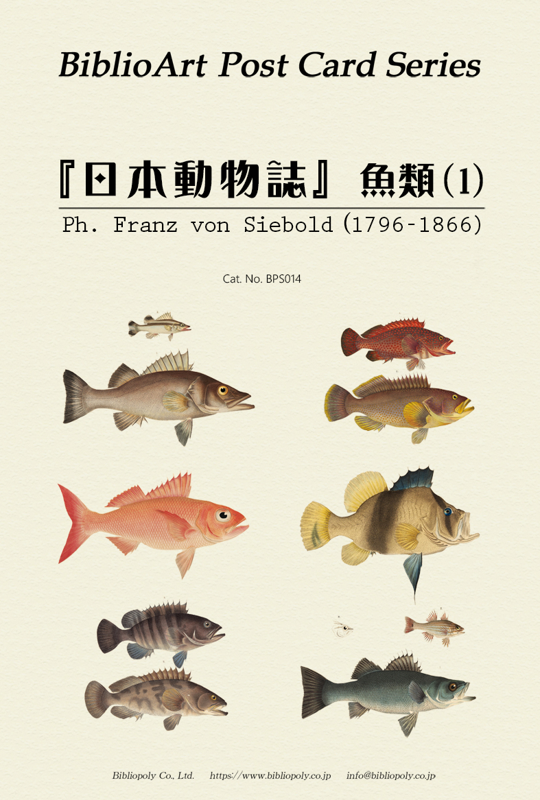 ポストカードセット：BPS014：シーボルトの『日本動物誌』魚類（１）