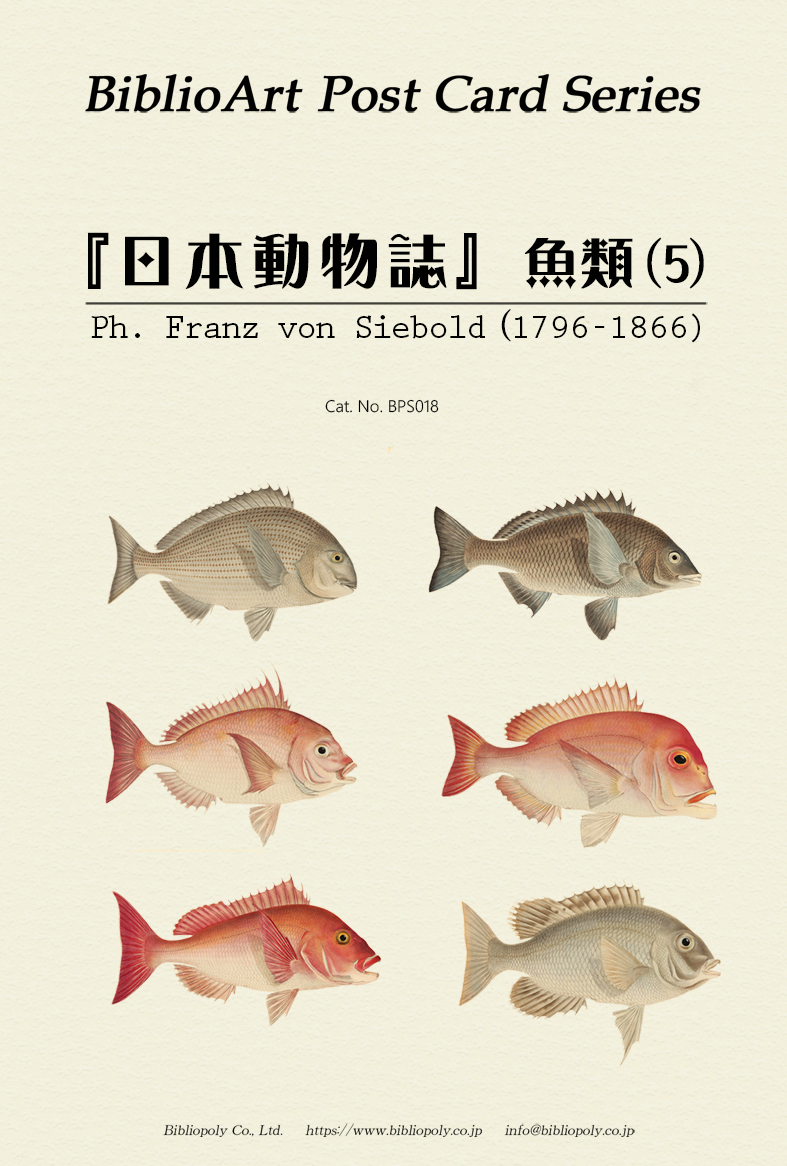 ポストカードセット：BPS018：シーボルトの『日本動物誌』魚類（５）