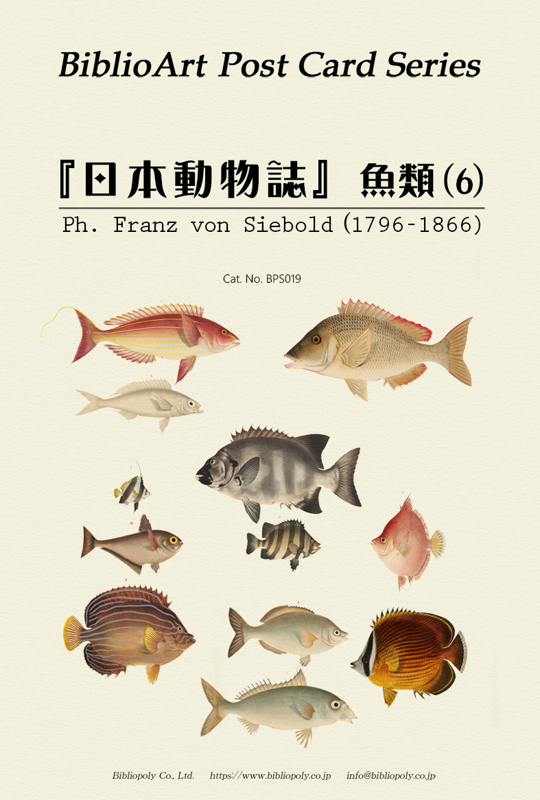 ポストカードセット：BPS019：シーボルトの『日本動物誌』魚類（６）