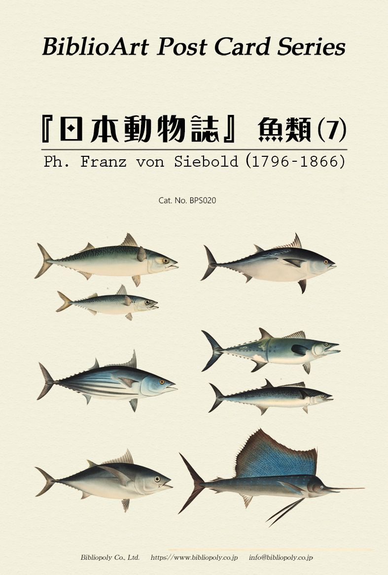 ポストカードセット：BPS020：シーボルトの『日本動物誌』魚類（７）