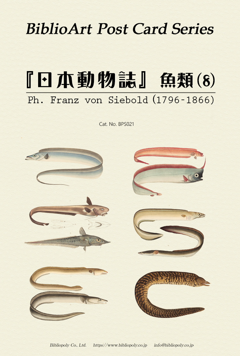 ポストカードセット：BPS021：シーボルトの『日本動物誌』魚類（８）