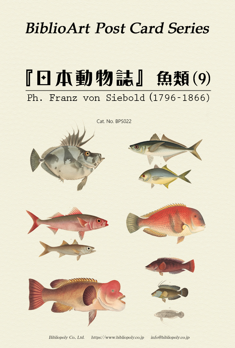 ポストカードセット：BPS022：シーボルトの『日本動物誌』魚類（９）