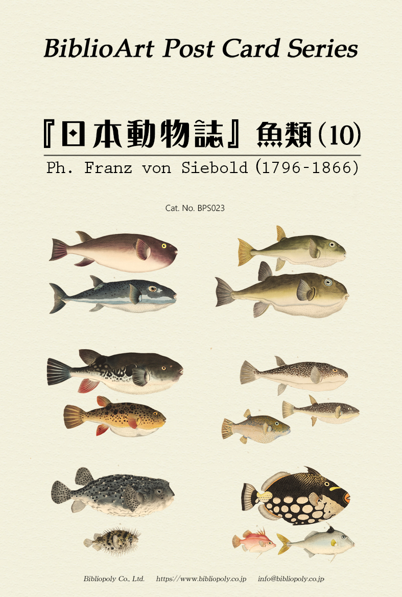 ポストカードセット：BPS023：シーボルトの『日本動物誌』魚類（１０）