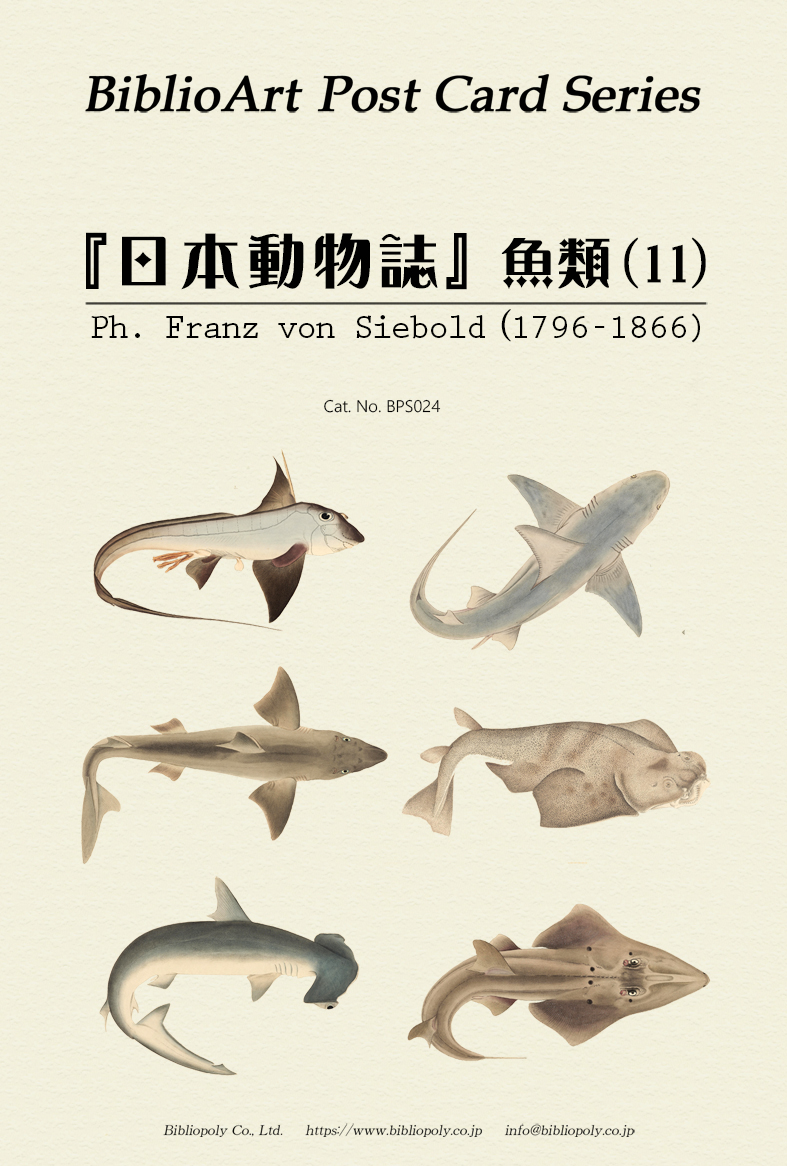 ポストカードセット：BPS024：シーボルトの『日本動物誌』魚類（１１）