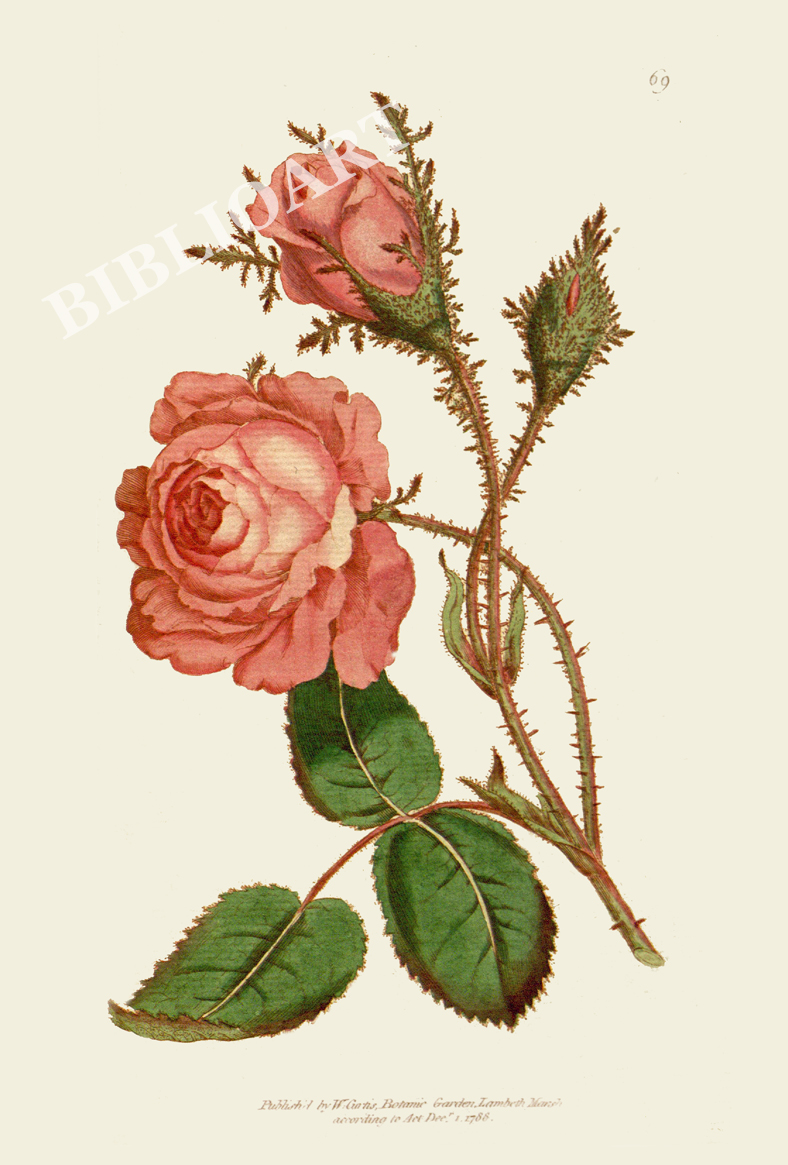 ポストカード単品：CBM001-001-BP：Rosa muscosa（Moss Rose）- ロサ・ムスコーサ