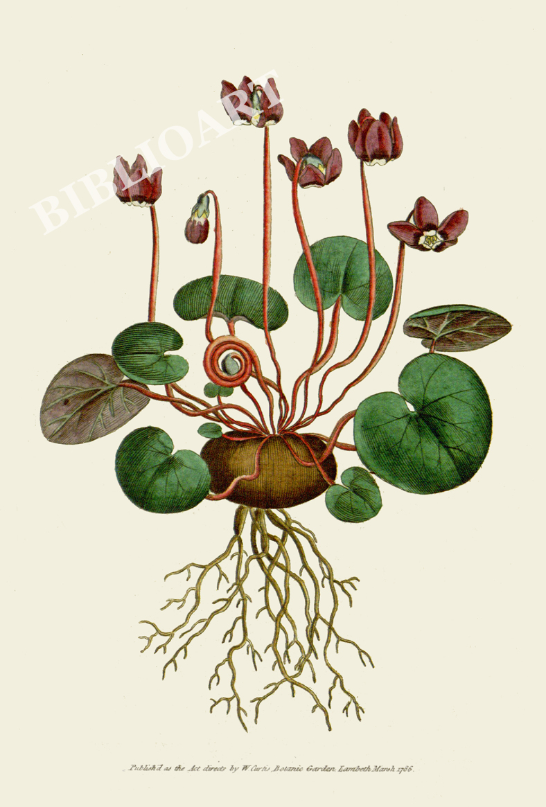 ポストカード単品：CBM001-002-BP：Cyclamen coum（Round-leav’d cyclamen）- シクラメン・コウム