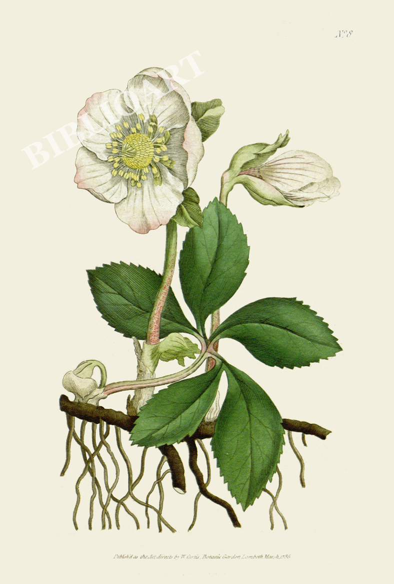 ポストカード単品：CBM001-003-BP：Helleborus niger（Black Hellebose）- クリスマスローズ