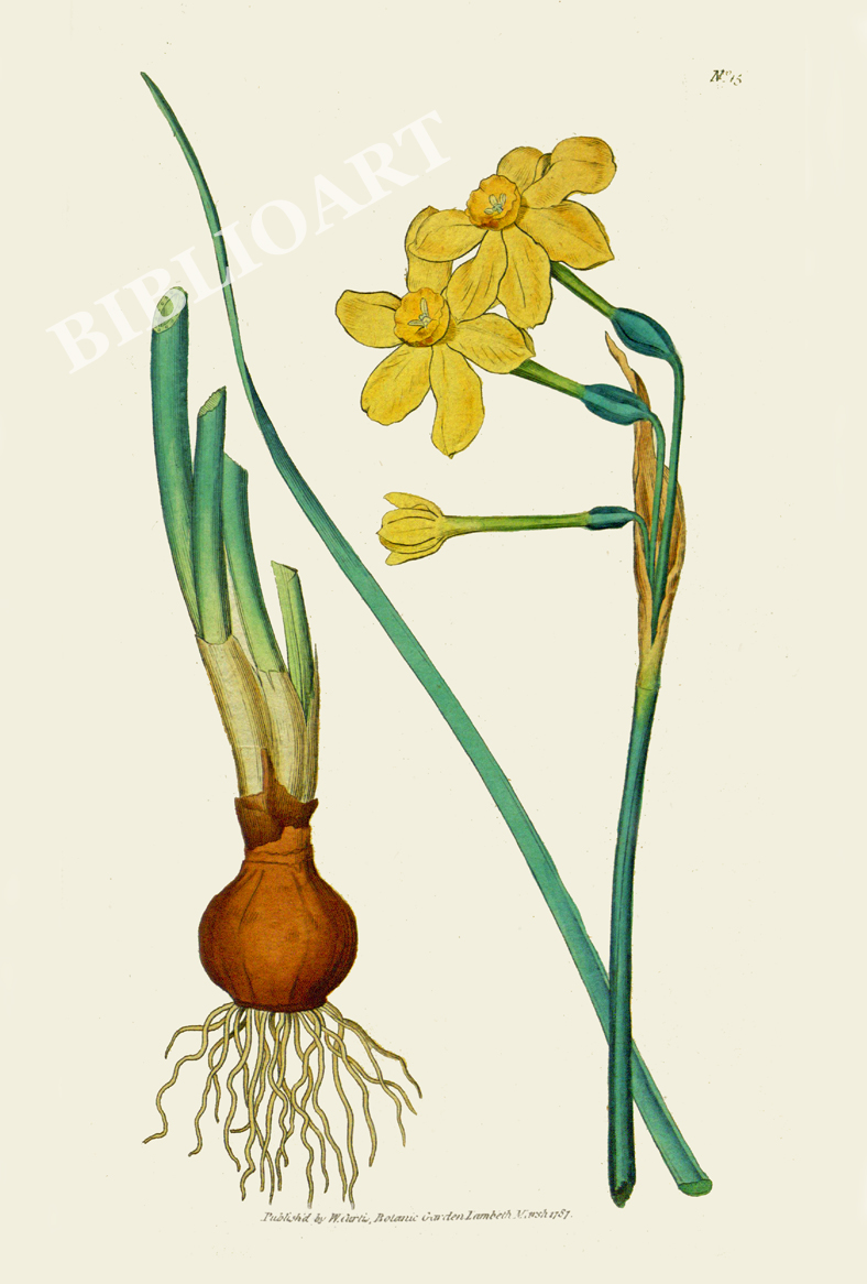 ポストカード単品：CBM001-004-BP：Narcissus jonquilla（Common Jonquil）- キズイセン