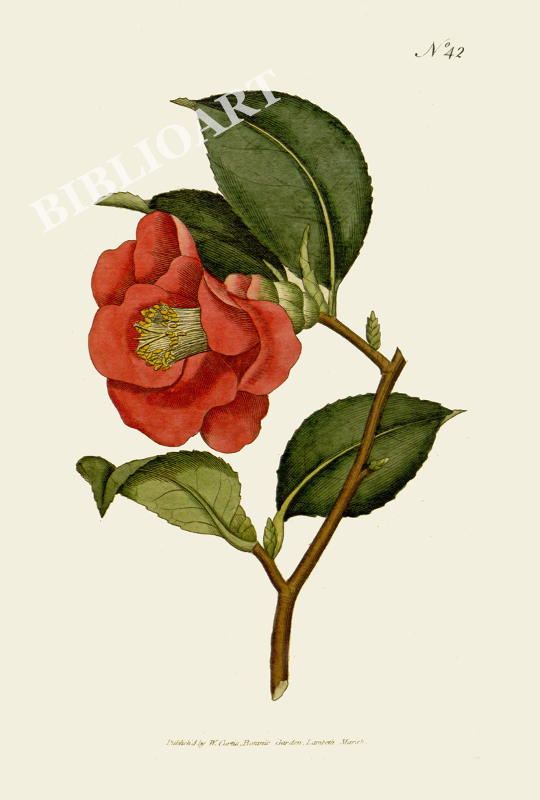 ポストカード単品：CBM001-005-BP：Camellia japonica（Rose Camellia）- ヤブツバキ