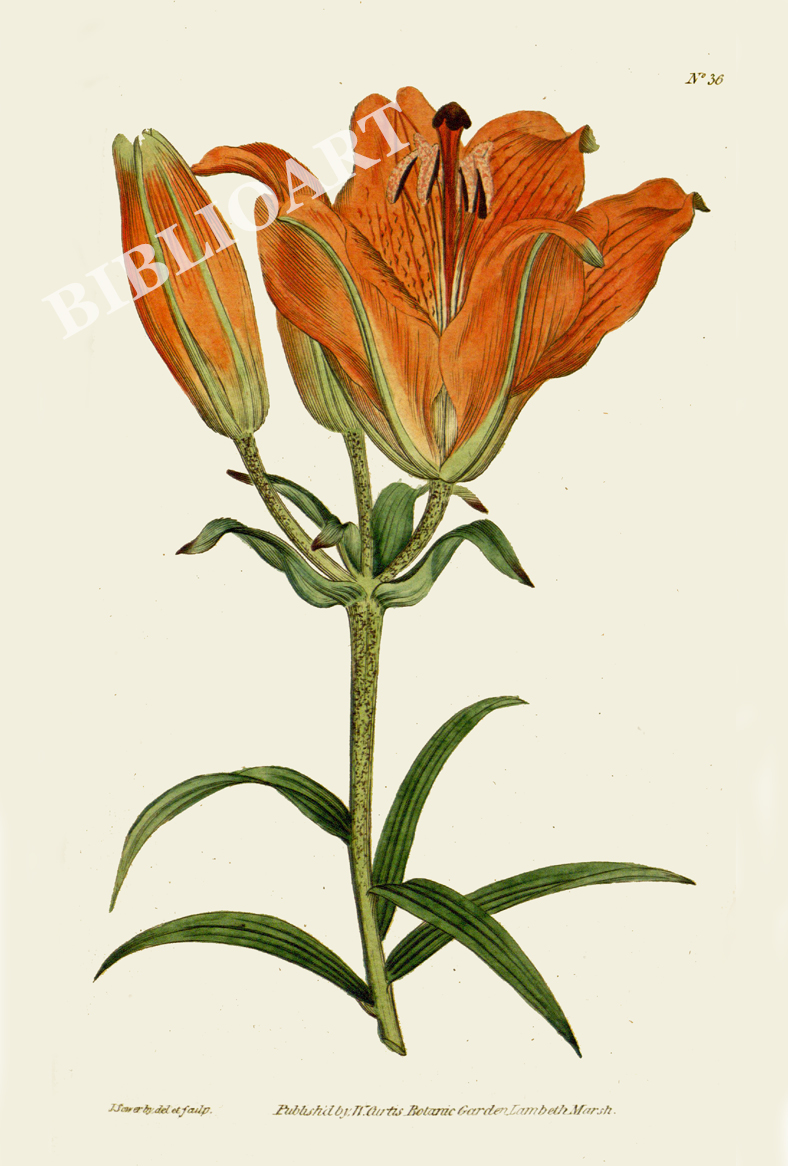 ポストカード単品：CBM001-006：Lilium bulbiferum（Orange Lily）- オレンジリリー