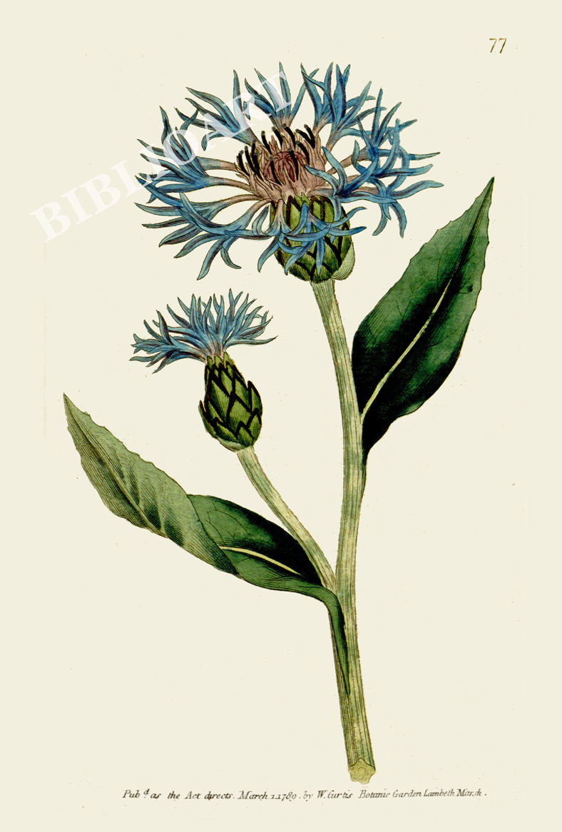 ポストカード単品：CBM003-002-BP：Centaurea montana（Greater Blue Bottle）- ヤマヤグルマギク