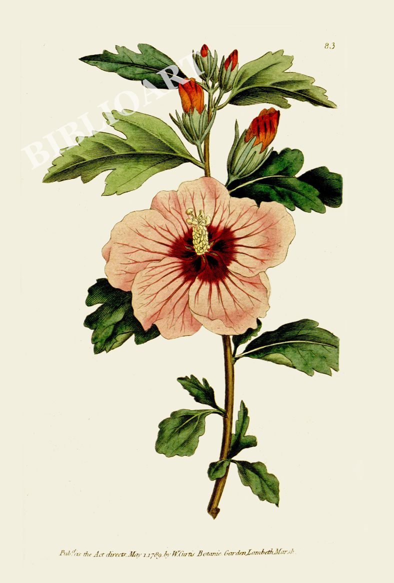 ポストカード単品：CBM003-003-BP：Hibiscus syriacus（Syrian Hibiscus）- ムクゲ