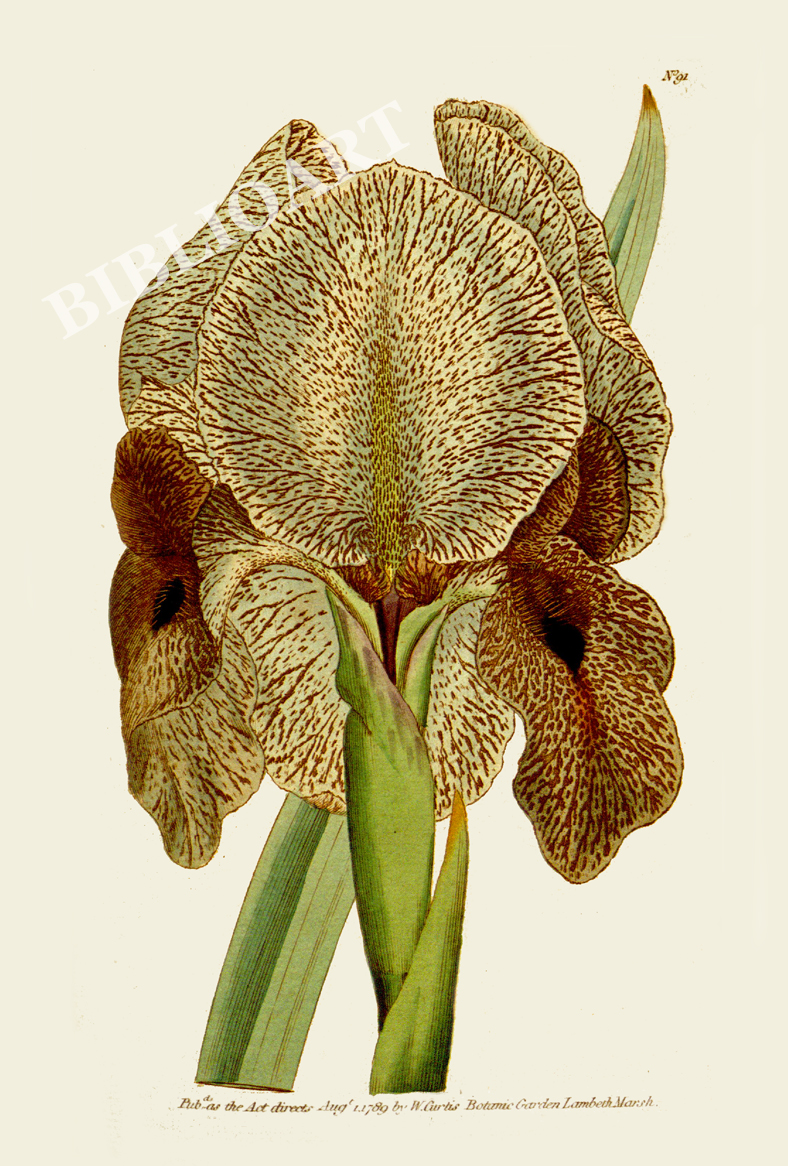 ポストカード単品：CBM003-004-BP：Iris susiana（Chalcedonian Iris）- アイリス・スシアナ