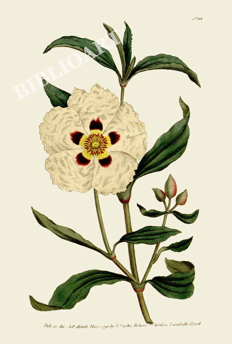 ポストカード単品：CBM003-005-BP：Cistus ladaniferus（Gum Cistus）- ガムシスタス