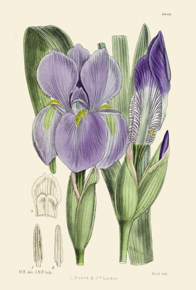 ポストカード単品：CBM146-001-BP：Iris hoogiana（Turkestan）