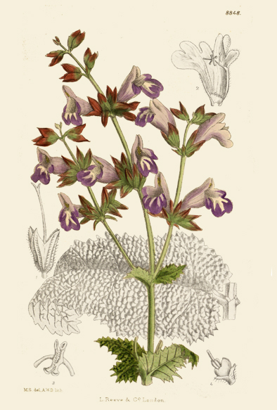ポストカード単品：CBM146-004-BP：Salvia brevilabra (China)