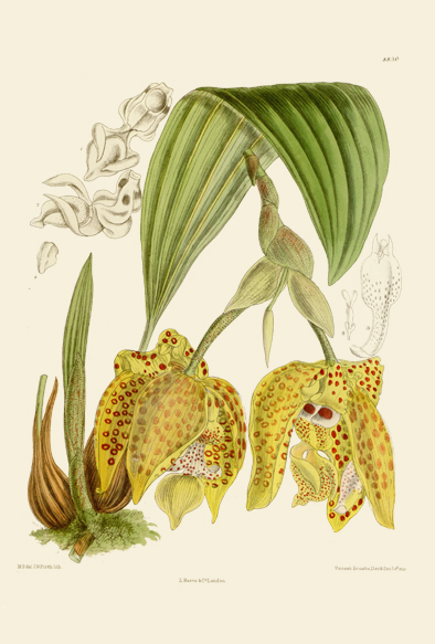 ポストカード単品：CBM146-005-BP：Stanhopea  costaricensis（Costa Rica）