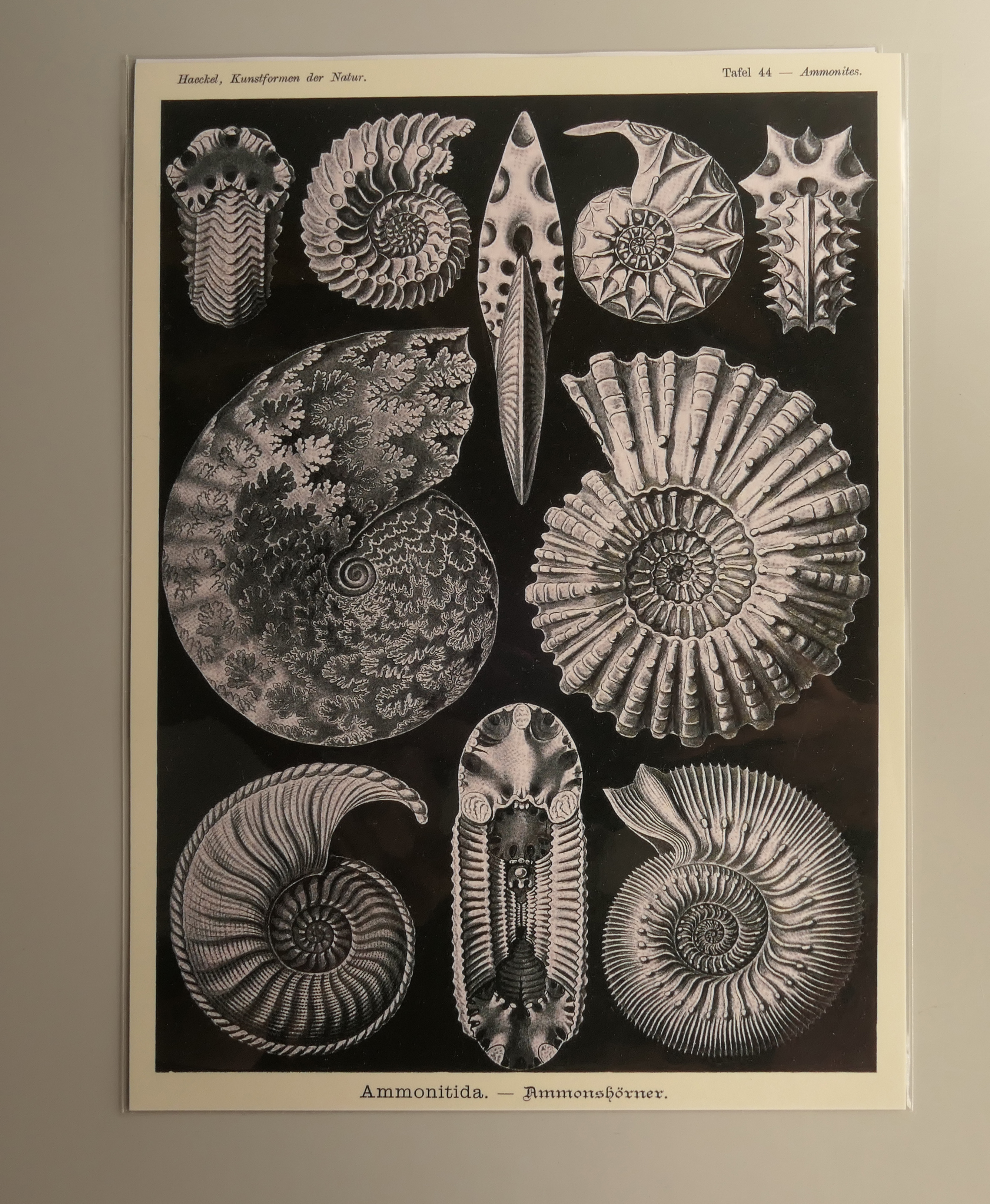 額絵（Ａ５）：EH231-A5：Ammonites（アンモナイト）－アンモナイト類