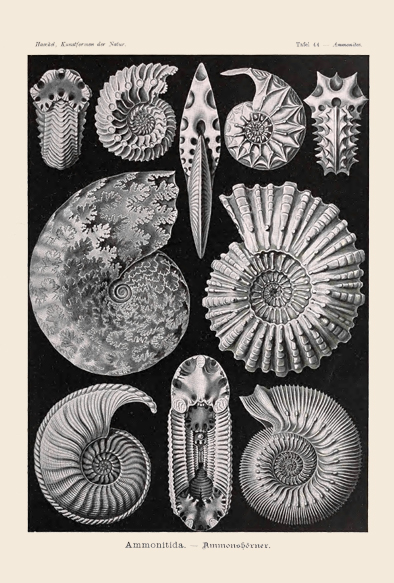 ポストカード単品：EH231-BP
：Ammonites（アンモナイト）－アンモナイト類