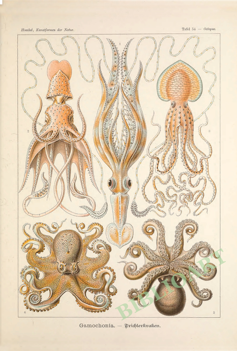 ポストカード単品：EH287-BP
：Octopus（マダコ）－タコ類