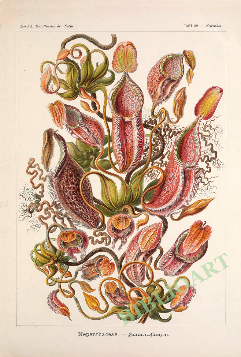 ポストカード単品：EH335-BP
：Nepenthes（ネペンテス）－ウツボノカズラ類