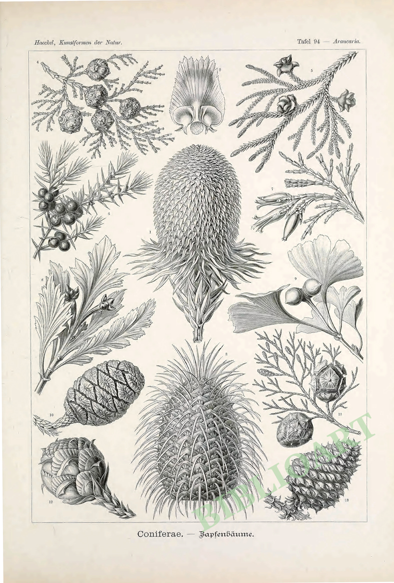 ポストカード単品：EH507-BP
：Araucaria（アラウカリア／ナンヨウスギ）－球果植物類