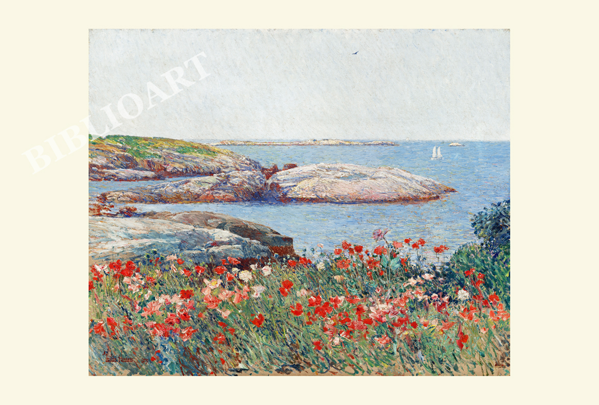 ポストカード単品：FCH008-BP
：Poppies, Isles of Shoals