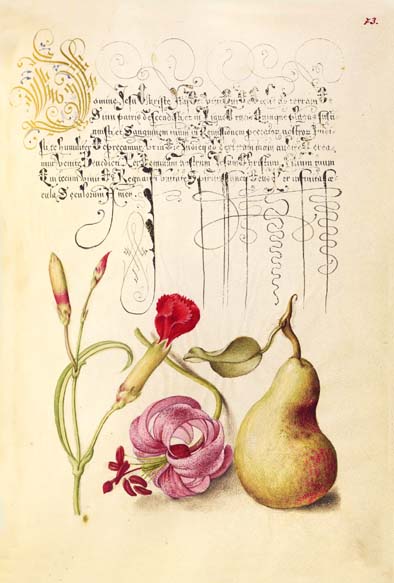 ポストカード単品：JH002-BP
：Carnation, Martagon Lily, and Pear