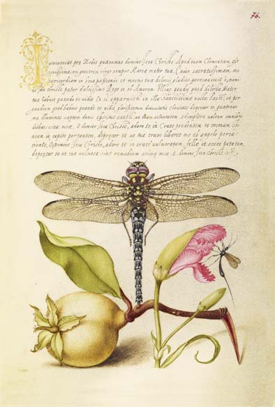 ポストカード単品：JH006-BP
：Dragonfly, Pear, Carnation, and Insect
