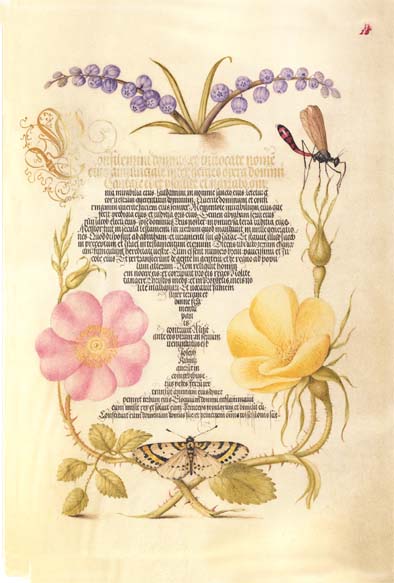 ポストカード単品：JH008-BP
：Grape Hyacinth, Wasplike Insect, Eglantine, Austrian Brier, and Magpie Moth
