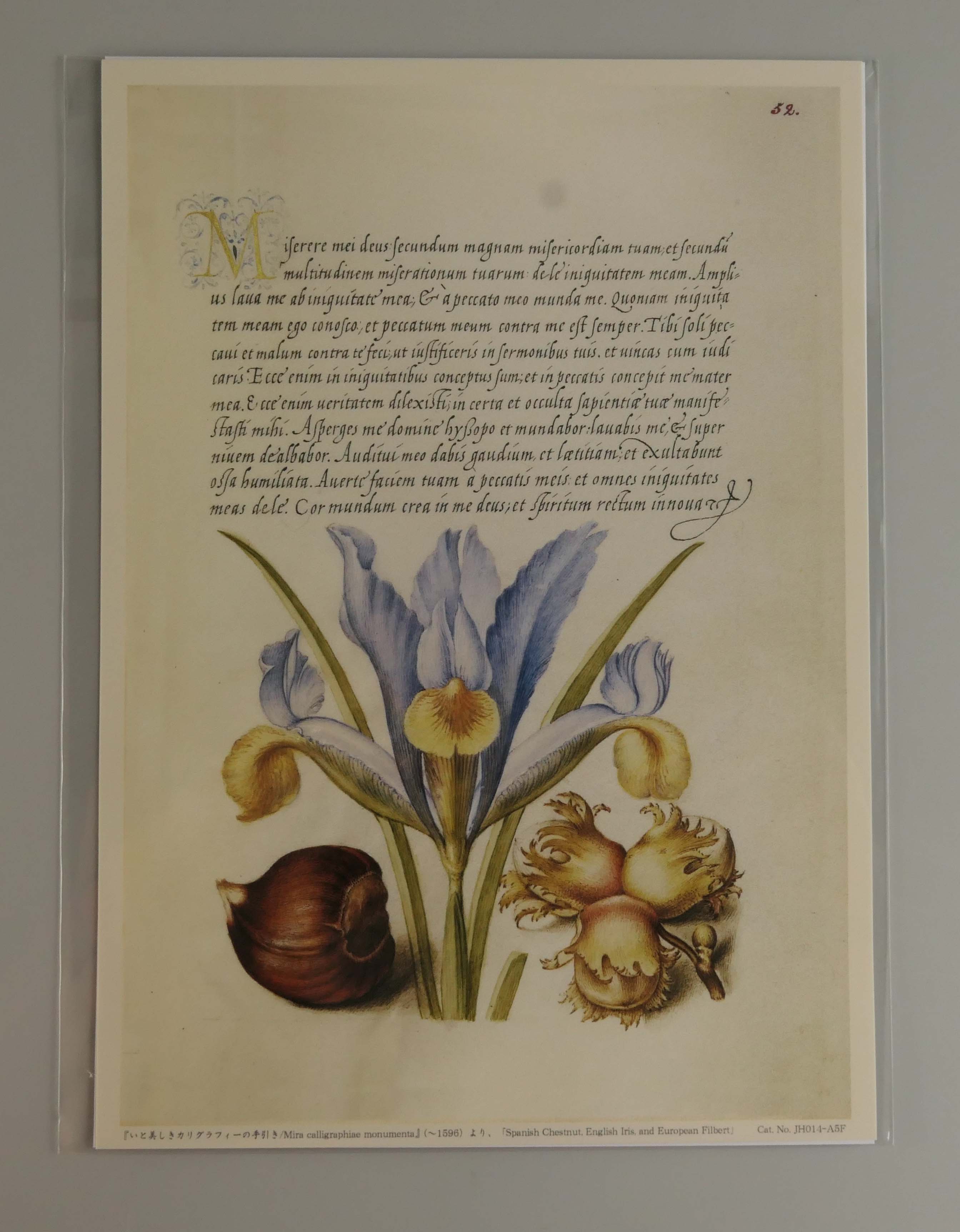 額絵（Ａ５）：JH014-A5
：Spanish Chestnut, English Iris, and European Filbert