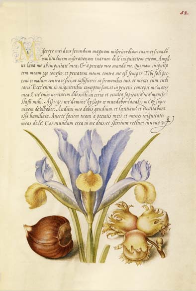 ポストカード単品：JH014-BP
：Spanish Chestnut, English Iris, and European Filbert