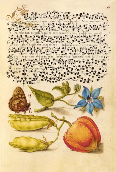 ポストカード単品：JH015-BP
：Speckled Wood, Talewort, Garden Pea, and Lantern Plant