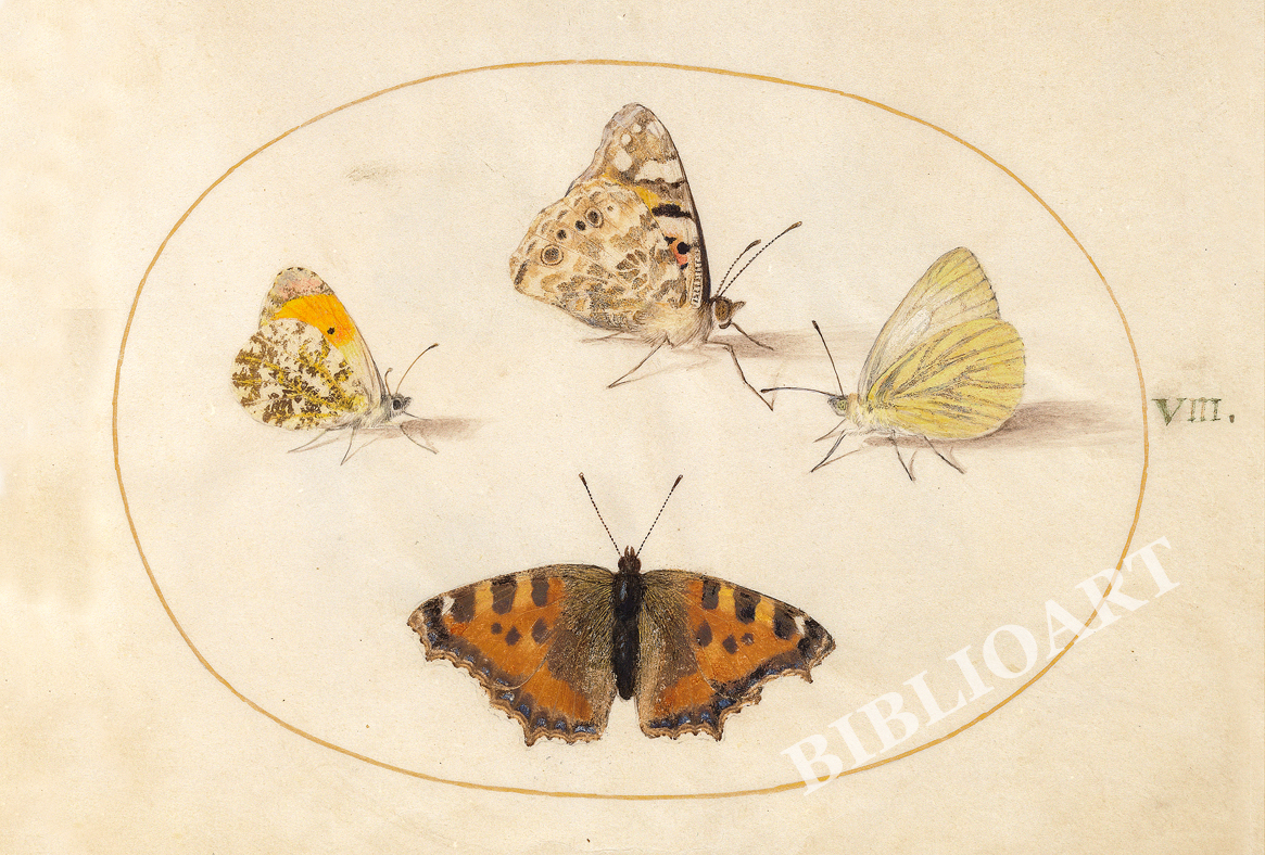 ポストカード単品：JH108-BP
：Animalia Rationalia et Insecta (Ignis) -2
