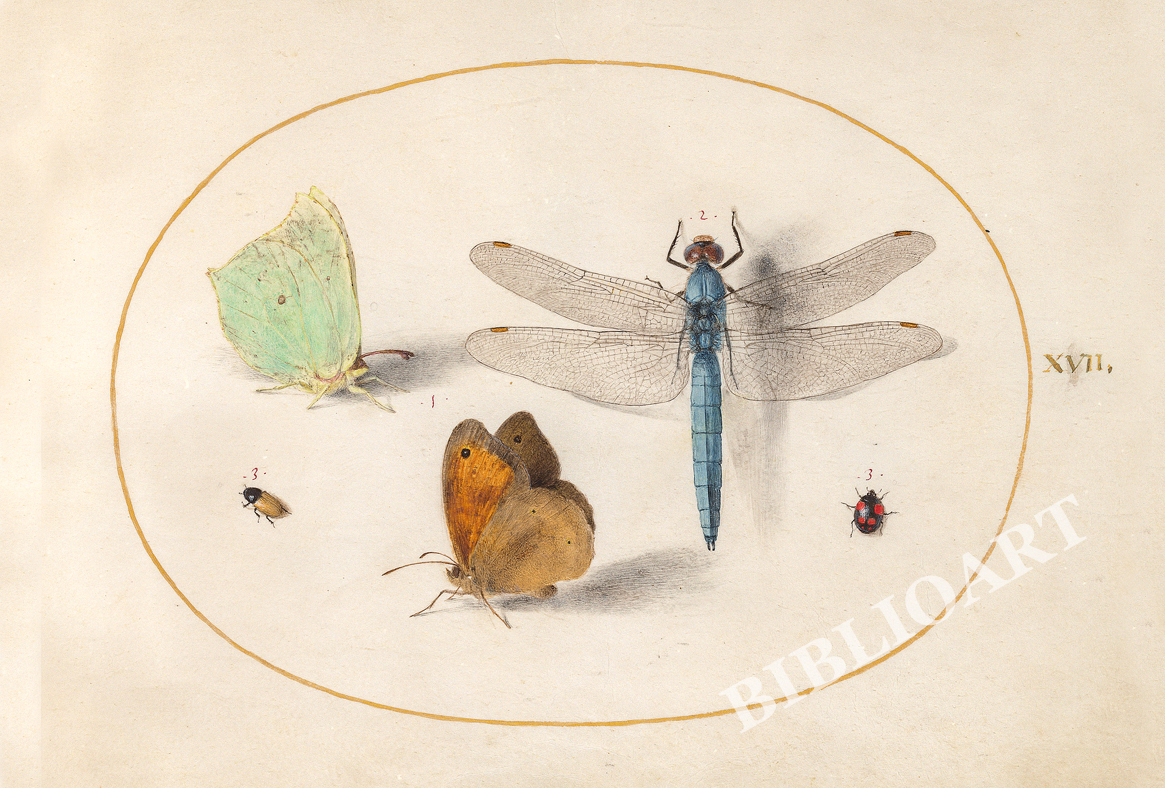 ポストカード単品：JH110-BP
：Animalia Rationalia et Insecta (Ignis) -4