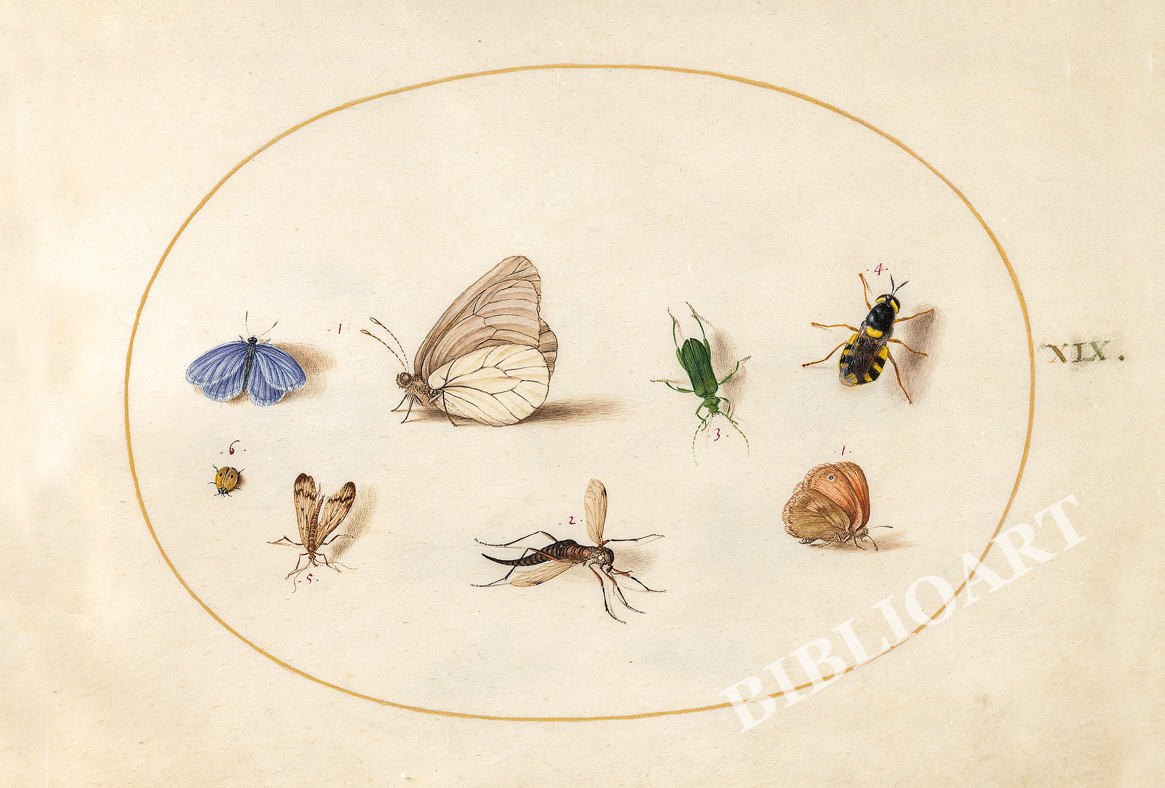 ポストカード単品：JH111-BP
：Animalia Rationalia et Insecta (Ignis) -5