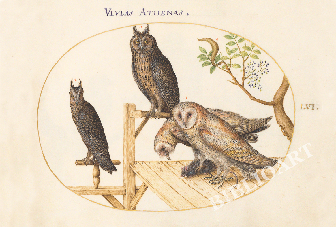 ポストカード単品：JH117-BP
：Animalia Volatilia et Amphibia (Aier) -5