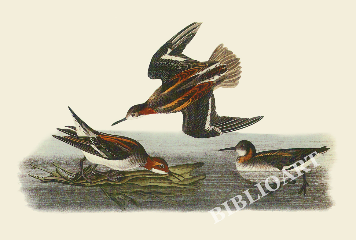 ポストカード単品：JJA030-BP：アカエリヒレアシシギ、メス（上）、オス（左下）、秋の幼鳥（右下）
