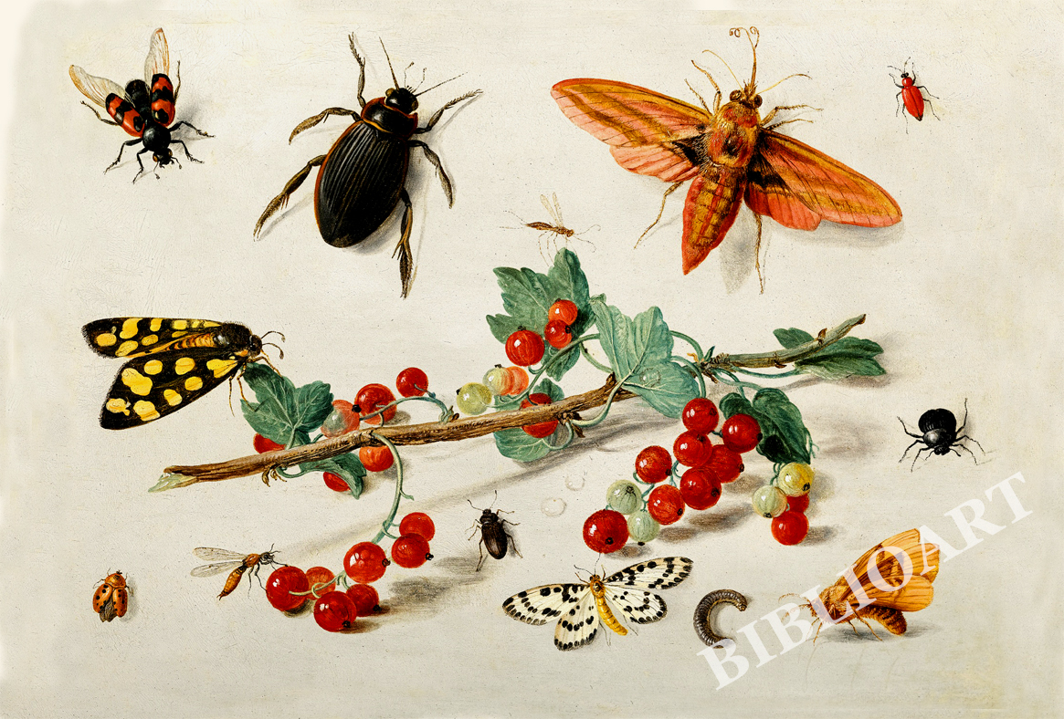 ポストカード単品：JVK004-BP：A sprig of redcurrants with an elephant hawk moth,a ladybird, a millipede and other insects