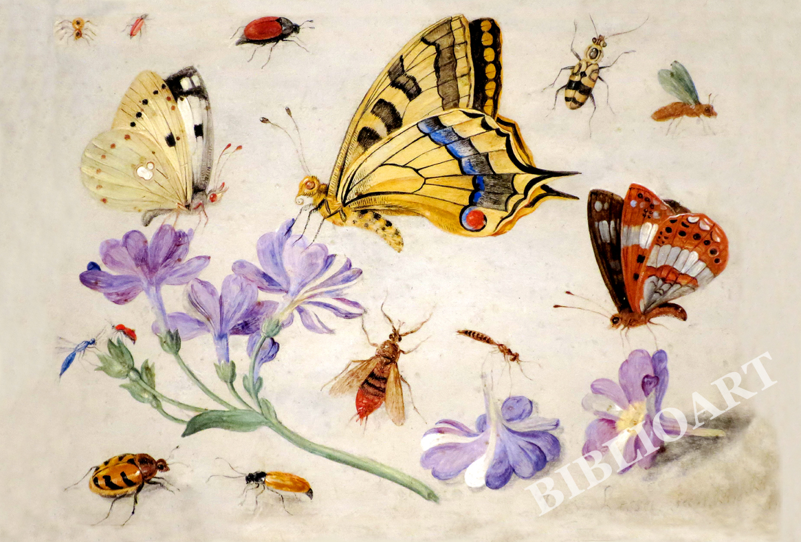 ポストカード単品：JVK005-BP：Butterflies, Other Insects, and Flowers