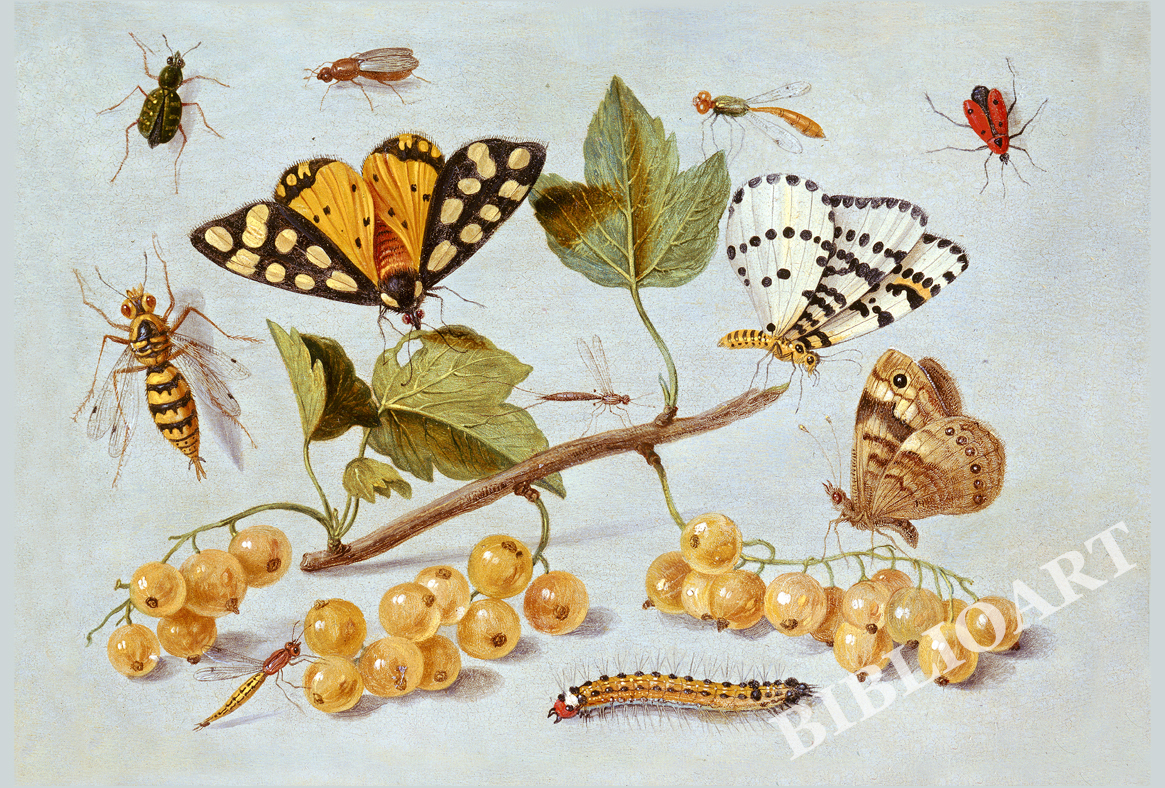 ポストカード単品：JVK006-BP：Study of Butterfly and Insects