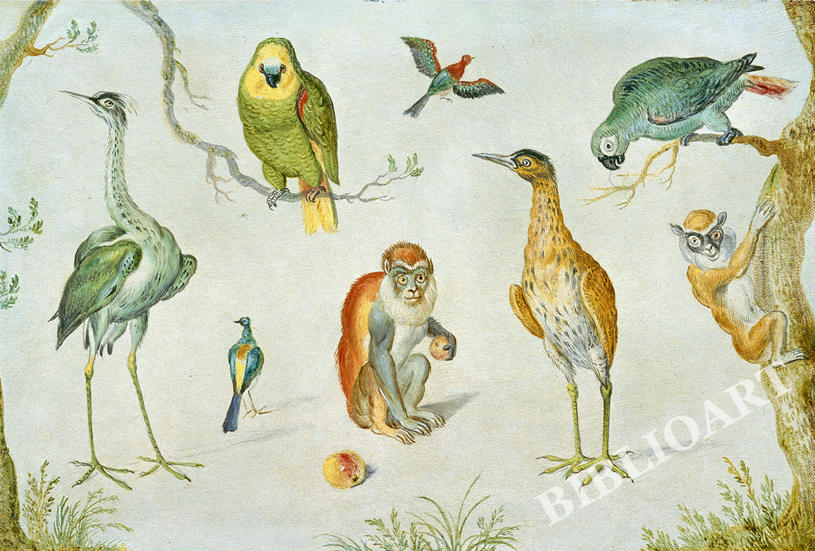 ポストカード単品：JVK008-BP：Study of Birds and Monkeys -2