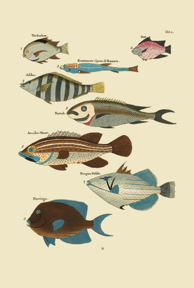 ポストカード単品：PEC101-BP：モルッカ諸島の彩色魚類図譜-第１部 図版1