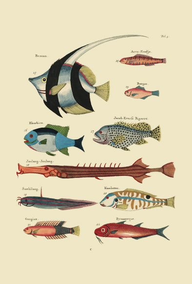 ポストカード単品：PEC103-BP：モルッカ諸島の彩色魚類図譜-第１部 図版3