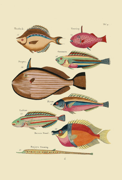 ポストカード単品：PEC104-BP：モルッカ諸島の彩色魚類図譜-第１部 図版4