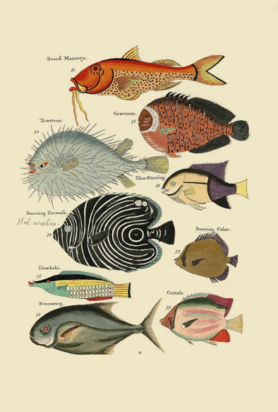 ポストカード単品：PEC105-BP：モルッカ諸島の彩色魚類図譜-第１部 図版5