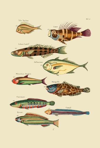 ポストカード単品：PEC106-BP：モルッカ諸島の彩色魚類図譜-第１部 図版6
