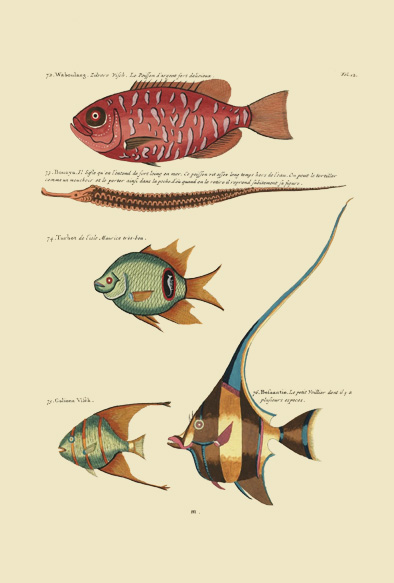 ポストカード単品：PEC112-BP：モルッカ諸島の彩色魚類図譜-第１部 図版12