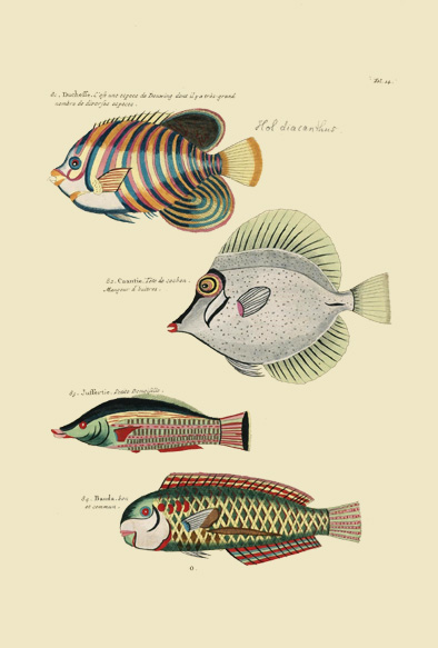 ポストカード単品：PEC114-BP：モルッカ諸島の彩色魚類図譜-第１部 図版14