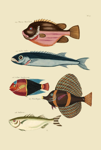 ポストカード単品：PEC119-BP：モルッカ諸島の彩色魚類図譜-第１部 図版19